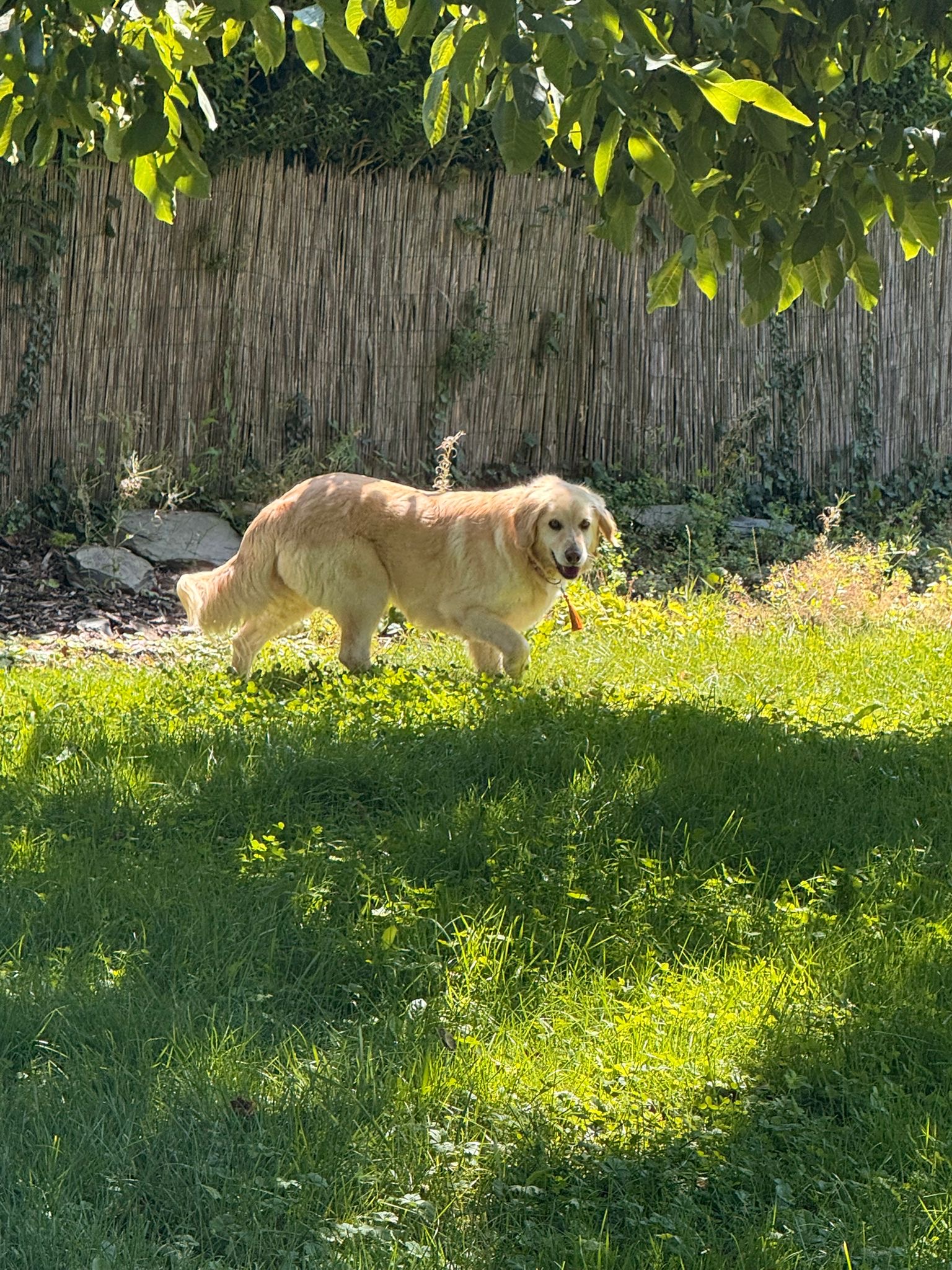 Bonny (ehem. Mrs. Perkins)